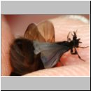 Schlupf eines Stylops-Maennchens 14.jpg